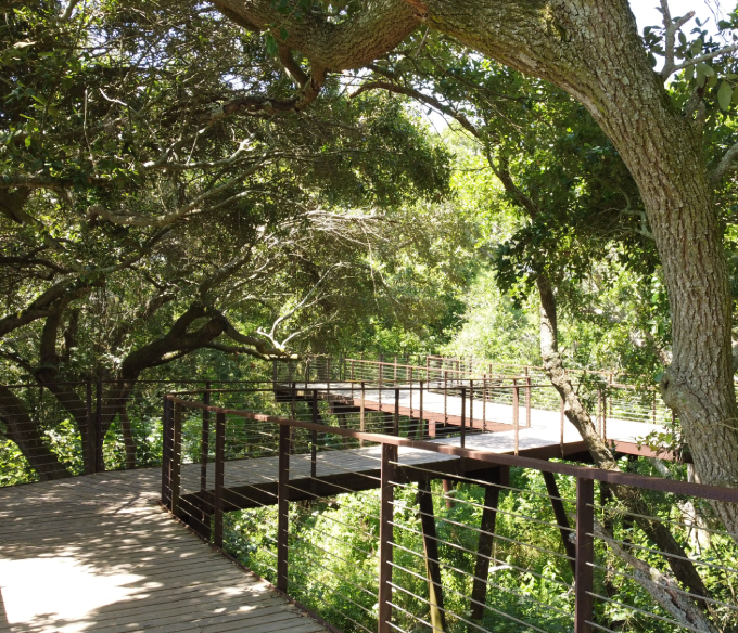 Wooden bridge at Memorial Park Eastern Glades II 